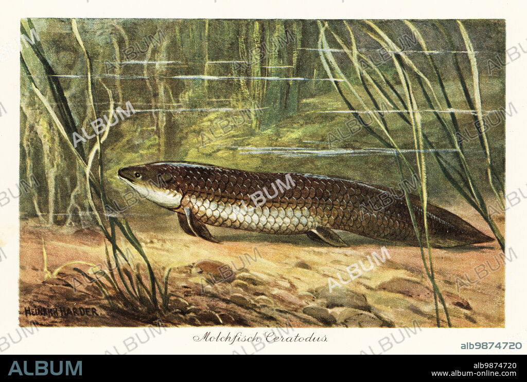 Extinct Ceratodus latissimus among reeds on the ocean floor. Ceratodus (Greek for horned tooth) was a genus of extinct sarcopterygiian lungfish from the middle Triassic to the late Cretaceous. Molchfisch Ceratodus. Colour printed illustration by Heinrich Harder from Wilhelm Bolsches Tiere der Urwelt (Animals of the Prehistoric World), Reichardt Cocoa company, Hamburg, 1908. Heinrich Harder (1858-1935) was a German landscape artist and book illustrator.