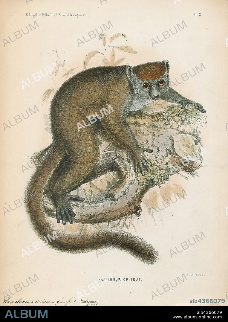 Hapalemur griseus, Print, The eastern lesser bamboo lemur (Hapalemur griseus), also known as the gray bamboo lemur, the gray gentle lemur, and the Mahajanga lemur is a small lemur endemic to Madagascar, with three known subspecies. As its name suggests, the eastern lesser bamboo lemur feeds mainly on bamboo. The lemurs of the genus Hapalemur have more manual dexterity and hand–eye coordination than most lemurs. They are vertical climbers and jump from stalk to stalk in thick bamboo forests., 1868.