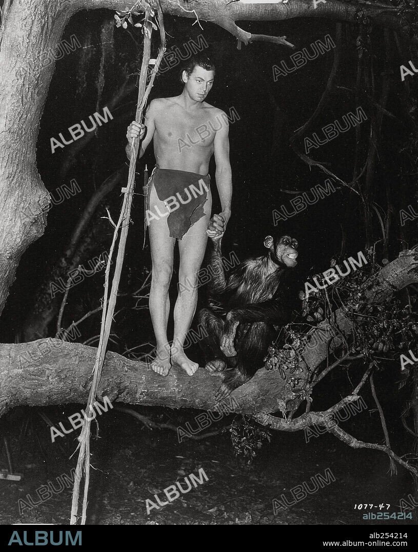 CHITA [CHEETAH] y JOHNNY WEISSMULLER en LA FUGA DE TARZÁN, 1936 (TARZAN ESCAPES), dirigida por RICHARD THORPE. Copyright M.G.M.