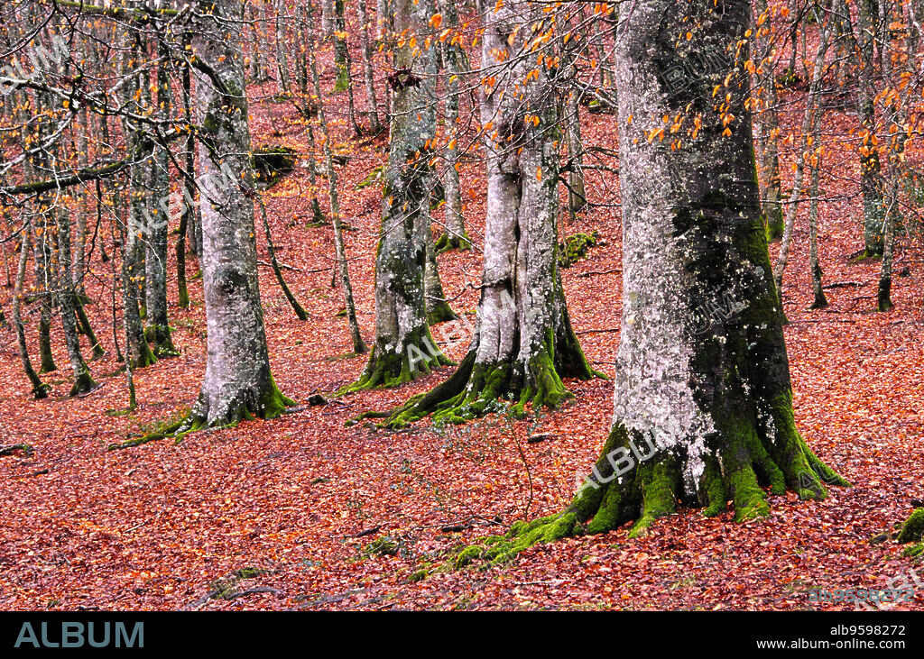 Senda G.R.11,collado de Urkiaga.Valle de Erro.Pirineos Atlanticos. Navarra. España.