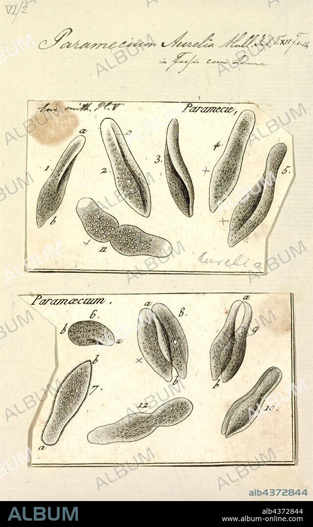 Paramecium aurelia, Print, Paramecium aurelia are unicellular organisms belonging to the genus Paramecium of the phylum Ciliophora. They are covered in cilia which help in movement and feeding.Paramecium can reproduce sexually, asexually, or by the process of endomixis. Paramecium aurelia demonstrate a strong “sex reaction” whereby groups of individuals will cluster together, and emerge in conjugant pairs. This pairing can last up to 12 hours, during which the micronucleus of each organism will be exchanged. In Paramecium aurelia, a cryptic species complex was discovered by observation. Since then, some have tried to decode this complex using genetic data.