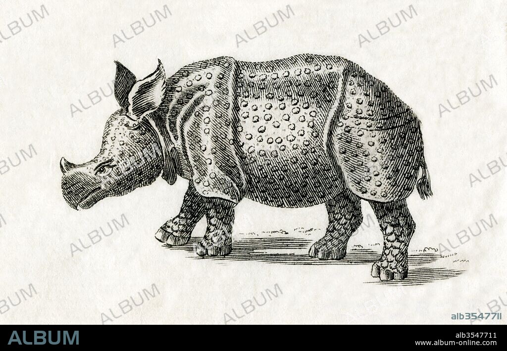 Indian rhinoceros, or greater one-horned rhinoceros, Rhinoceros unicornis. From an 18th century print.