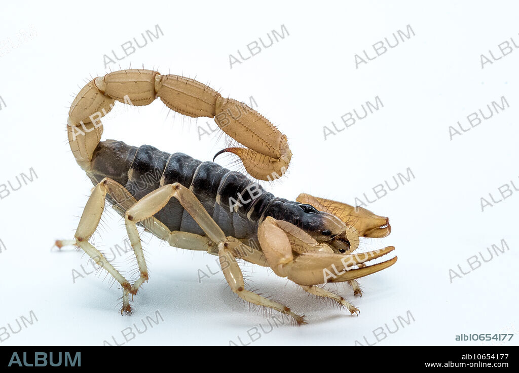 Desert Hairy Scorpion (Hadrurus arizonensis).