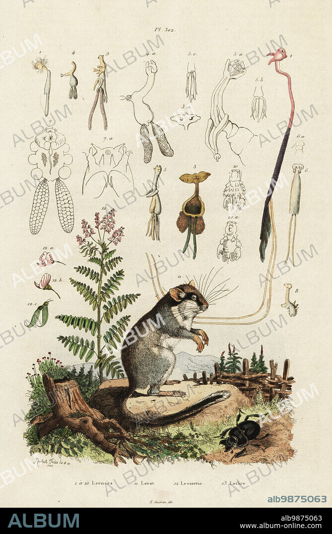 Edible dormouse or fat dormouse, Glis glis 11, Copepods, Lernaea multicornis, 1-10, Lessertia falciformis 12, and beetle, Lethrus cephalotes 13. Lernees, Lerot, Lessertie, Lethre. Handcoloured steel engraving after an illustration by Adolph Fries from Felix-Edouard Guerin-Meneville's Dictionnaire Pittoresque d'Histoire Naturelle (Picturesque Dictionary of Natural History), Paris, 1834-39. .