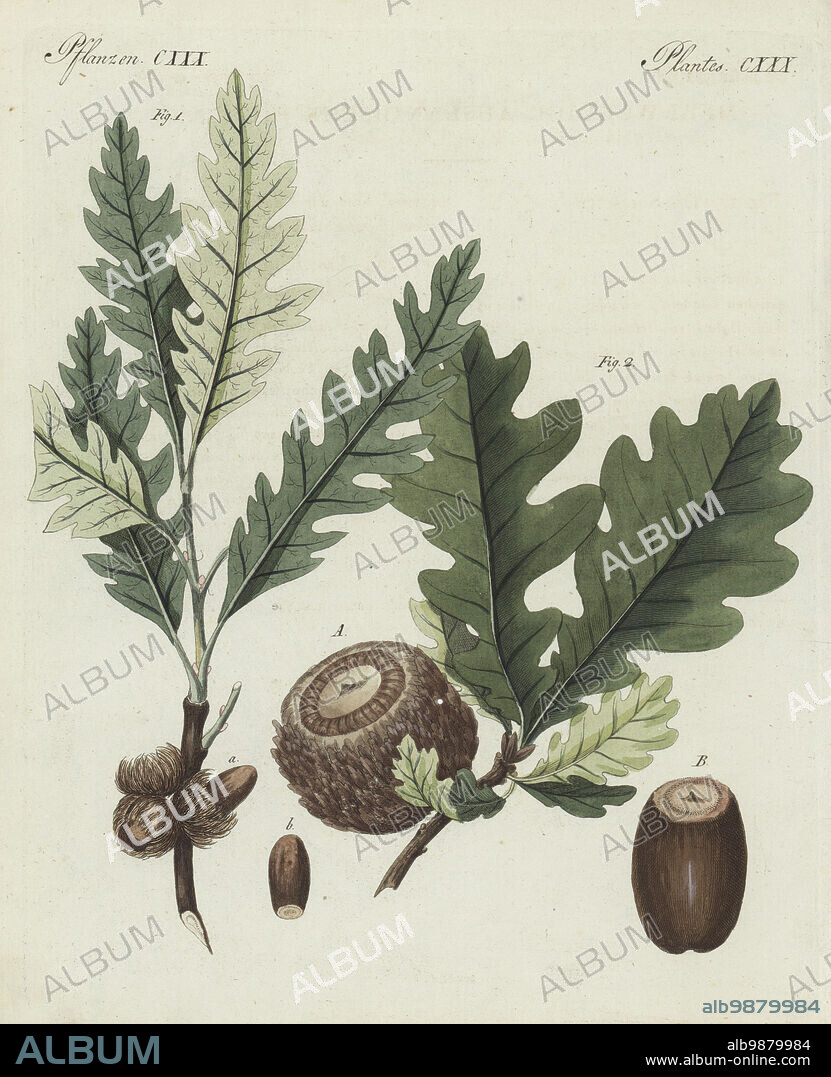 Sessile oak, Quercus petraea 1, and Valonia oak, Quercus ithaburensis subsp. macrolepis 2. Speisefrucht-Eiche, chene grec, Quercus esculus, Knopper-Eiche, chene a grosses cupules, Quercus aegilops. The botanicals were drawn by Henriette and Conrad Westermayr, F. Götz and C. Ermer. Handcoloured copperplate engraving from Carl Bertuch's Bilderbuch fur Kinder (Picture Book for Children), Weimar, 1810. A 12-volume encyclopedia for children illustrated with almost 1,200 engraved plates on natural history, science, costume, mythology, etc., published from 1790-1830.