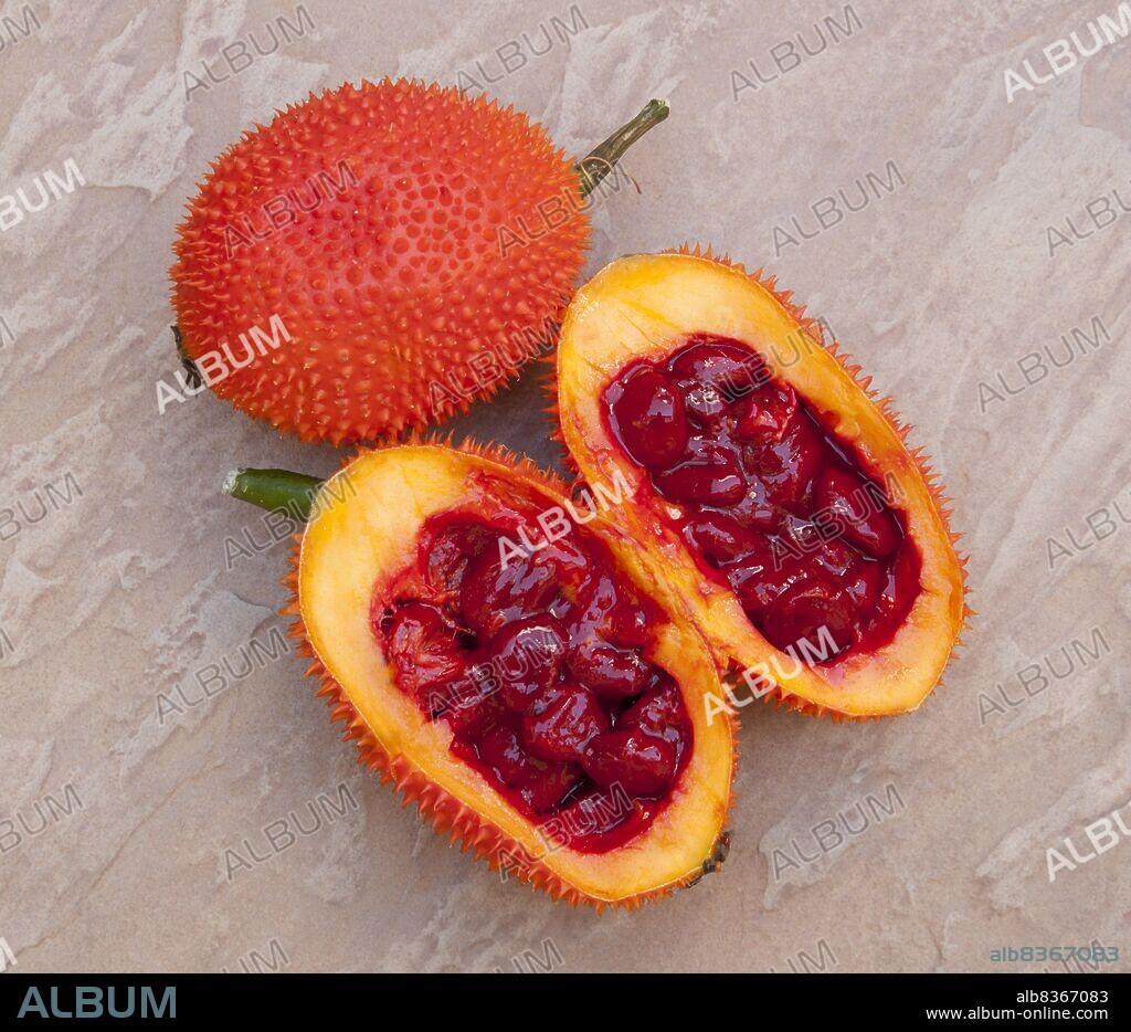 Thailand: Gac fruit (<i>Momordica cochinchinensis</i>), Chiang Mai, northern Thailand.<br/><br>. Gc (<i>Momordica cochinchinensis</i>), originally discovered in Vietnam, is a type of perennial melon grown throughout Southeast Asia and Northeastern Australia. Gc is notable for its orange-reddish color resulting from its rich content of beta-carotene and lycopene.