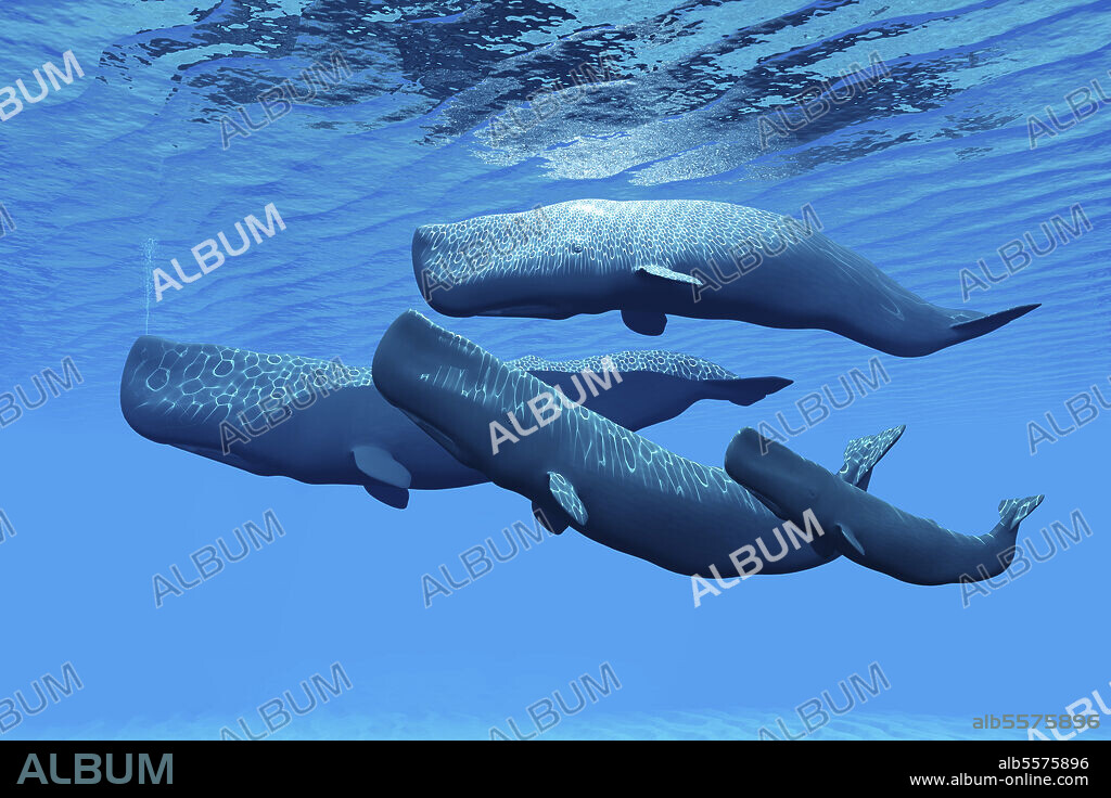 A sperm whale family swims together while sharing a close bond between them.