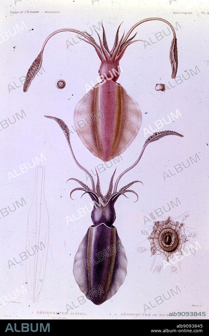 Australian and Mauritian squids (Sepiadariidae). From Darwin and the Beagle by Alan Moorhead.