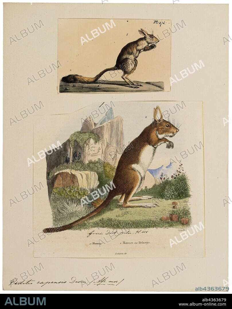 Pedetes capensis, Print, The South African springhare (Pedetes capensis), or springhaas in Afrikaans, is not actually a hare, but a rodent. It is one of two living species in the genus Pedetes, and is native to southern Africa. Formerly, the genus was considered monotypic and the East African springhare (P. surdaster) was included in P. capensis. Though the species look alike at a casual glance, scientific study can easily determine which is which., 1700-1880.