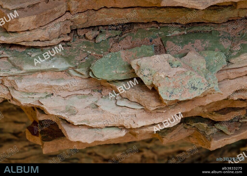 Close up of Cambrian Muav Limestone in the Grand Canyon, AZ. Muav Limestone is one of the 3 geological units in the Tonto Group which sits at the base section in the Grand Canyon.