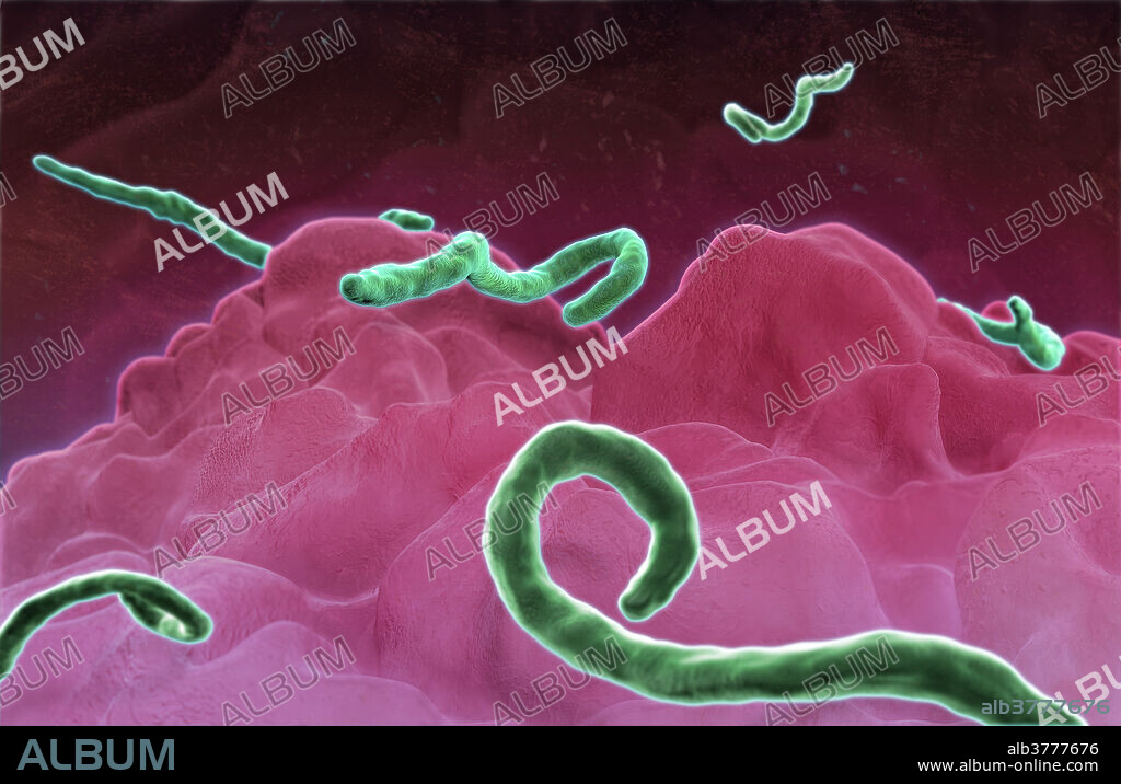 Ebola Virus, Illustration