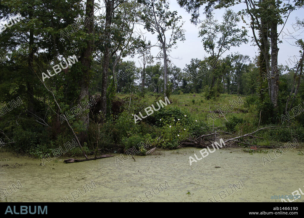 ESTADOS UNIDOS. Vista del paisaje de una zona pantanosa en los alrededores de Nueva Orleans. Estado de Luisiana.