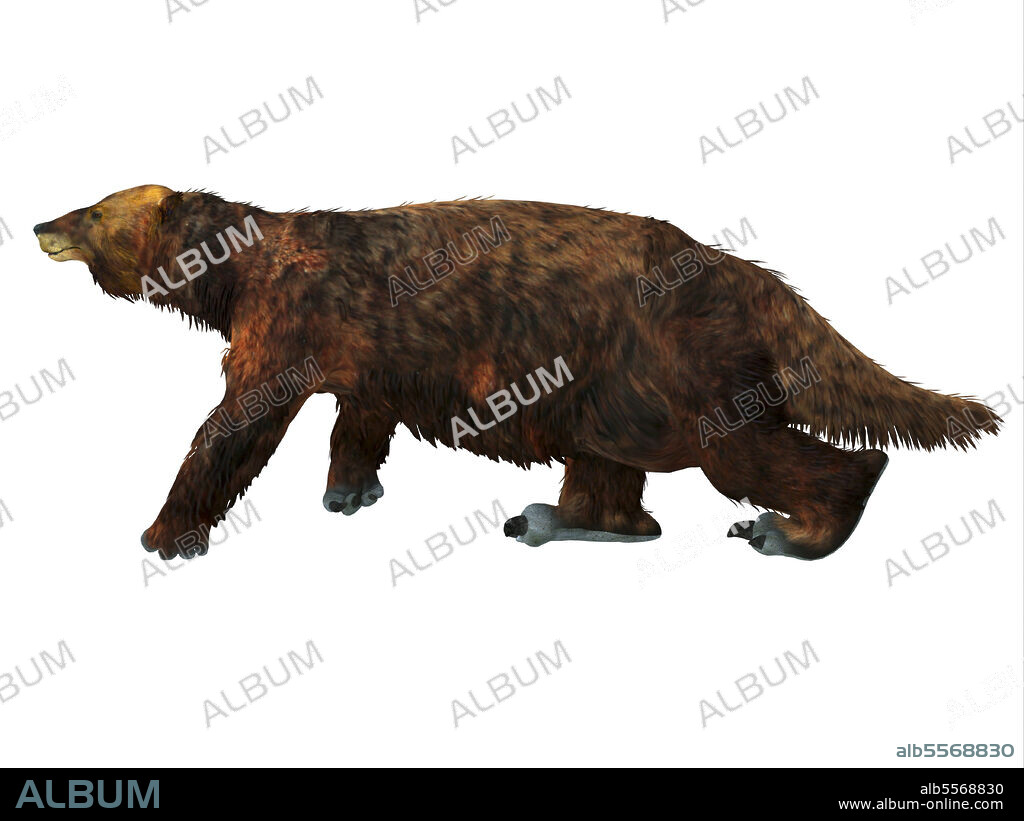 Megatherium ground sloth walking, white background. Megatherium was a herbivorous Giant Ground Sloth that lived in Central and South America during the Pliocene and Pleistocene Periods.