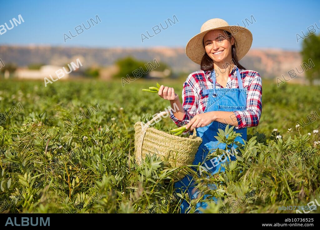 A farmer shows freshly harvested beans, Agricultural field, Villafranca, Navarra, Spain, Europe.