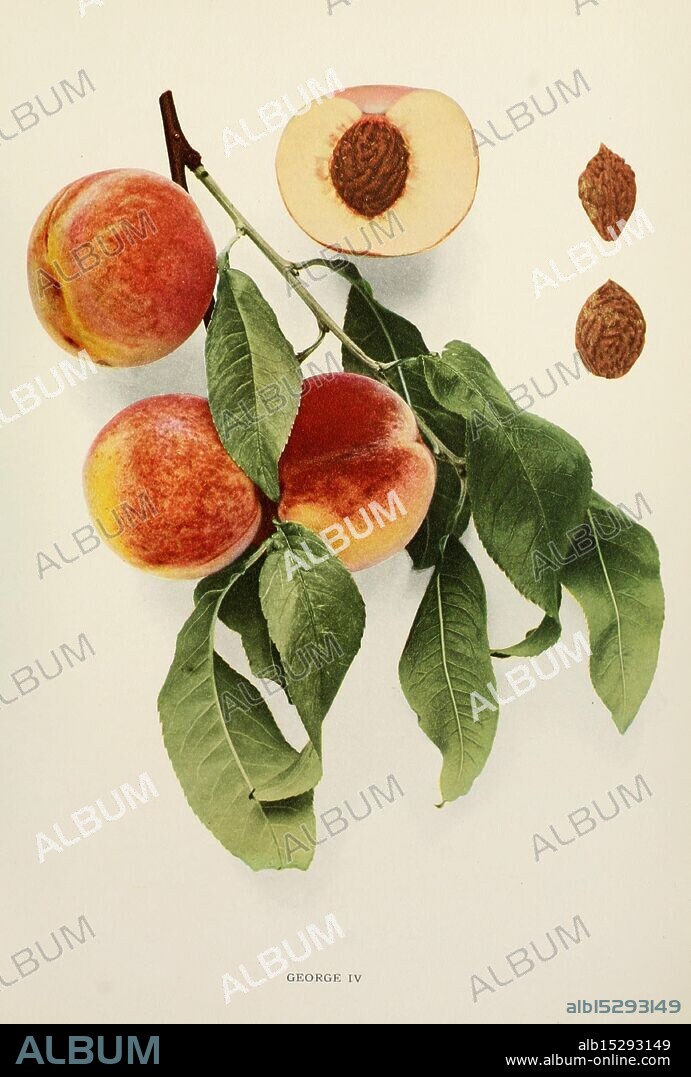 The, peaches, of, New York, Albany, J. B. Lyon Company, printers, 1917, Andrew Jackson, A branch bearing three ripe peaches, characterized by a vibrant blend of yellow and red hues, rests alongside a halved peach. The interior of the halved fruit reveals its creamy flesh and a prominent brown pit at its center. Scattered nearby are two additional pits, showcasing their textured surfaces. Lush green leaves cradle the peaches, adding a fresh, natural touch to the composition. Below the arrangement, the label ''GEORGE IV'' is visible, suggesting a specific variety or classification.