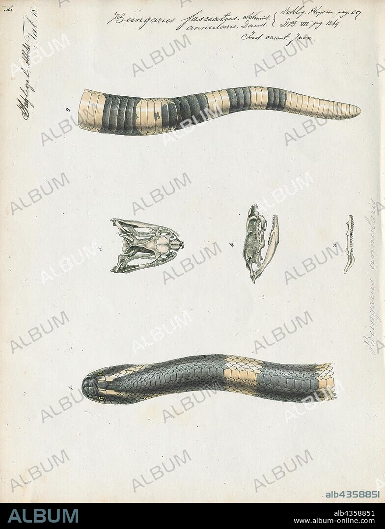 Bungarus fasciatus, Print, The banded krait (Bungarus fasciatus) is a species of elapid snake found on the Indian Subcontinent and in Southeast Asia. It is one of the largest kraits, with a maximum length up to 2.1 m (6 ft 11 in)., 1700-1880.