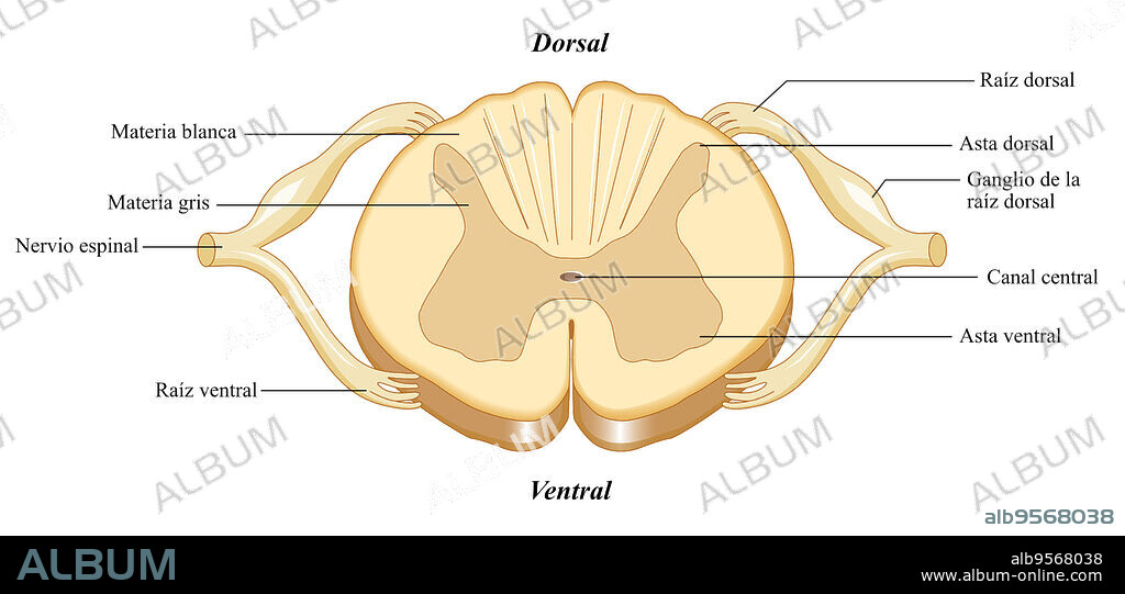 A cross section view of the spinal cord and the different parts of the spinal cord.