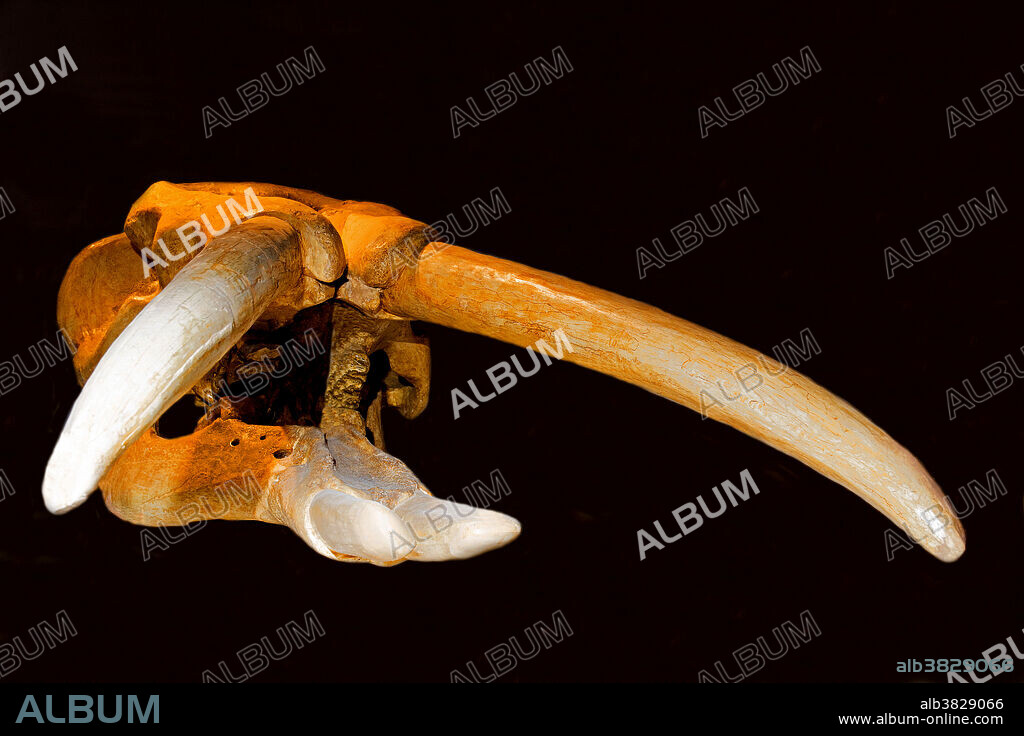 Shovel Tusked Gomphothere Skull. Gomphotheriidae Amebelodon. Panhandle Plains Historical Museum. Canyon, Texas.