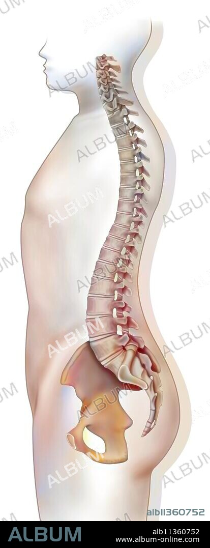 Silhouette of a man in profile with spine.