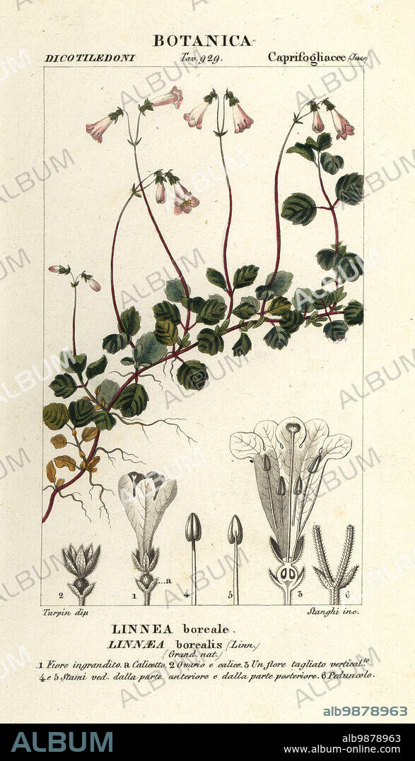 Twinflower, Linnaea borealis, Linnea boreale. Handcoloured copperplate stipple engraving from Antoine Laurent de Jussieu's Dizionario delle Scienze Naturali, Dictionary of Natural Science, Florence, Italy, 1837. Illustration engraved by Stanghi, drawn and directed by Pierre Jean-Francois Turpin, and published by Batelli e Figli. Turpin (1775-1840) is considered one of the greatest French botanical illustrators of the 19th century.