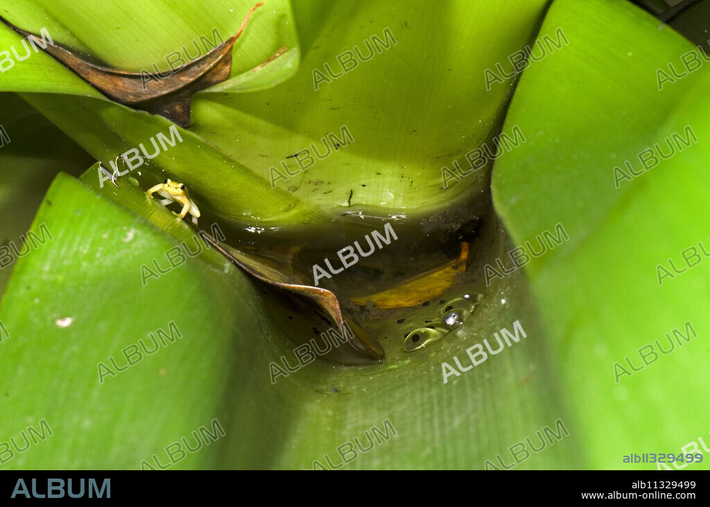 Golden Rocket Frog (Anomaloglossus beebei) guarding spawn in Giant Tank Bromeliad (Brocchinia micrantha), Kaieteur National Park, Guyana, South America.