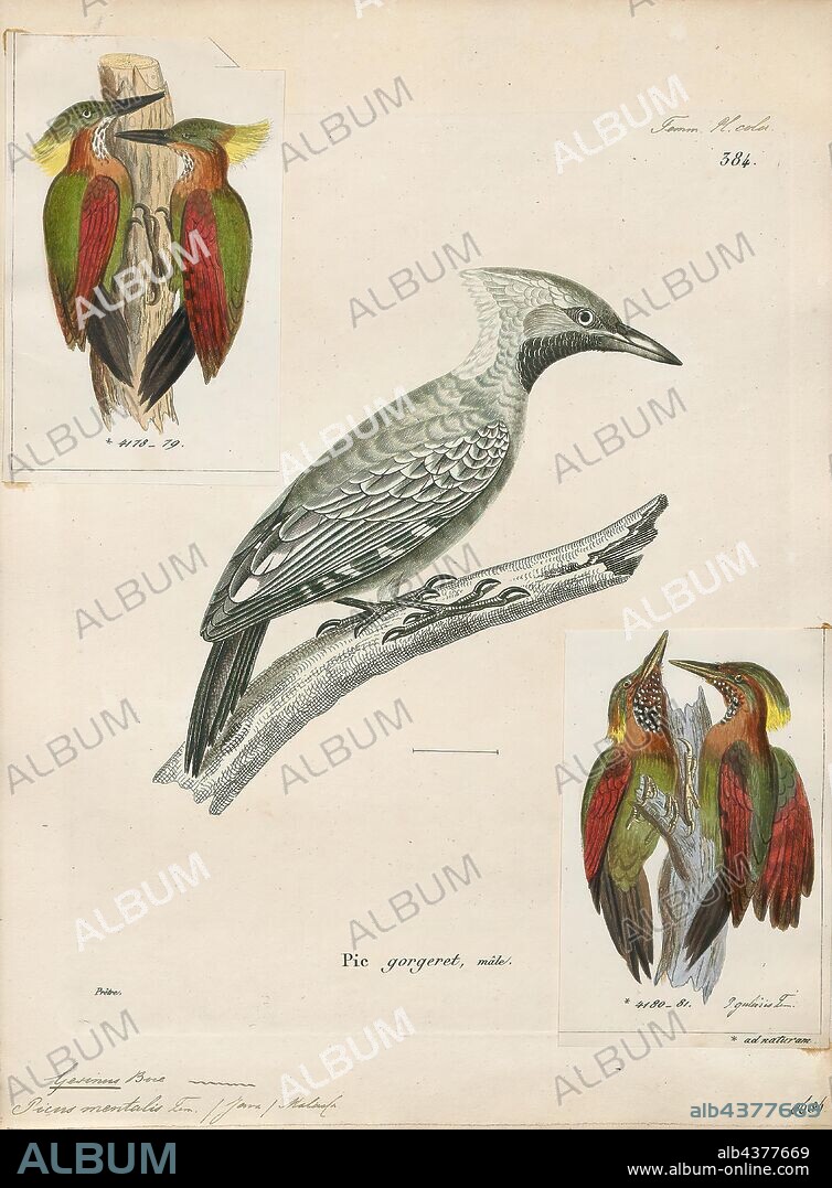 Gecinus mentalis, Print, Picus (genus), Picus is a genus of birds in the woodpecker family. It has representatives in Europe, Asia and North Africa. The genus name is Latin for "woodpecker". The type species was originally unclear, but it is likely to have been the European green woodpecker., 1700-1880.