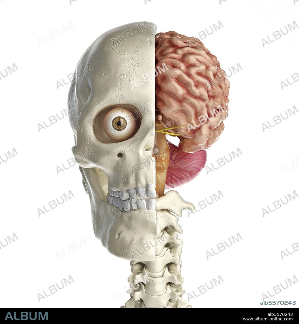 Human skull mid sagittal cross-section with brain. Front view on white background.