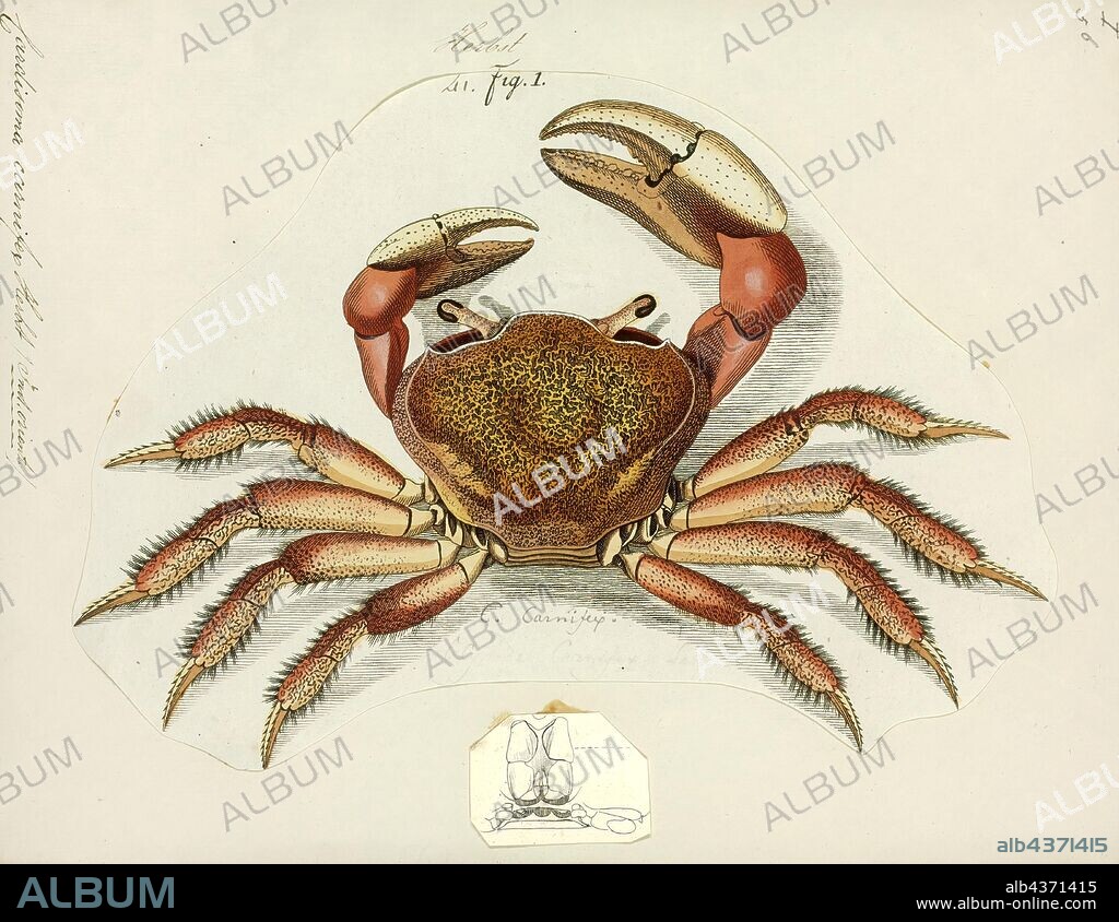 Cardisoma carnifex, Print, Cardisoma carnifex is a species of terrestrial crab found in coastal regions from the east coast of Africa and the Red Sea across the Indo-Pacific to the Line Islands and the Tuamotu Archipelago. The range includes parts of northern Australia and the Cocos (Keeling) Islands.