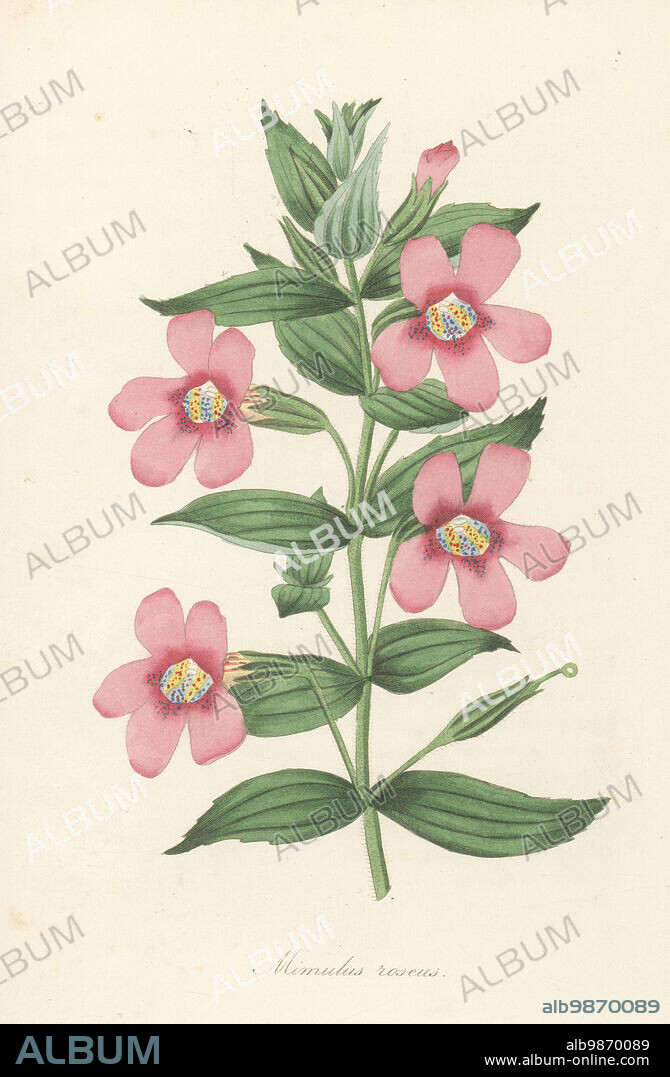 Lewis' monkeyflower or great purple monkeyflower, Erythranthe lewisii. Native to America, Scottish botanist David Douglas sent seeds from North California to the Horticultural Society in 1831. Rosy monkey-flower, Mimulus roseus. Handcoloured engraving from Joseph Paxtons Magazine of Botany, and Register of Flowering Plants, Volume 1, Orr and Smith, London, 1834.