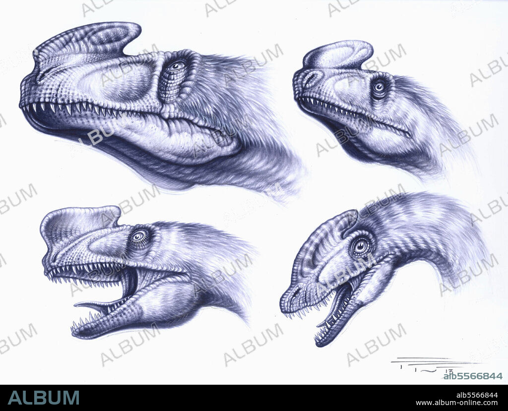 Headshots of the Proceratosauridae family; Sinotyrannus kazuoensis, Kileskus aristotocus, Proceratosaurus bradleyi and Guanlong wucaii. Acrylic painting by marten brush.