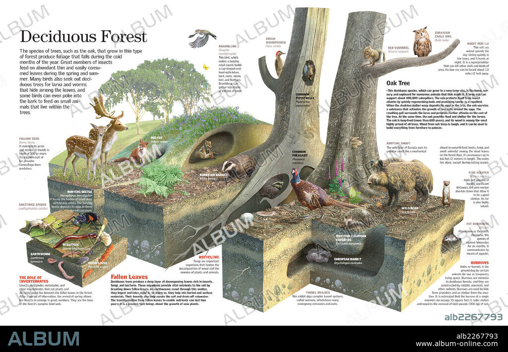 BOSQUE CADUCIFOLIO. Infografía del hábitat de un bosque caducifolio con los animales y especies vegetales que lo habitan.