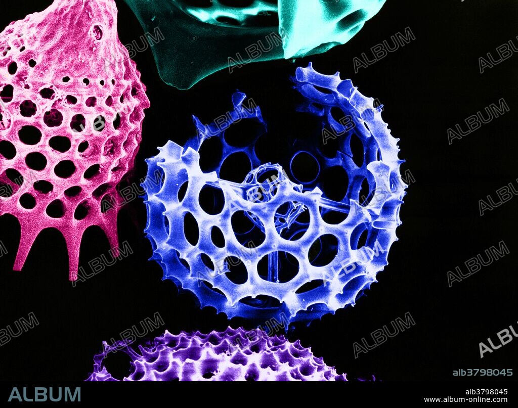 Color enhanced Scanning Electron Micrograph of a Radiolarian skeleton. Radiolarians are amoeboid protozoa that produce intricate mineral skeletons. They are found as zooplankton throughout the ocean, and their skeletal remains cover large portions of the ocean bottom as radiolarian ooze. They come in many different forms. This specimen, a sphere with large holes, has been broken to reveal a tiny internal sphere. Magnification: 800X at 5x7".