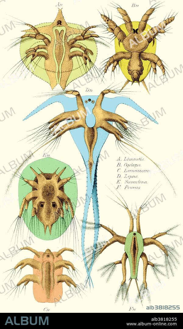 Nauplius larvae. The genus name Nauplius was published posthumously by Otto Friedrich Muller in 1785 for animals now known to be the larvae of copepods. The nauplius stage (plural: nauplii) is characterized by the use of the appendages of the head (the antennae) for swimming. The nauplius is also the stage at which a simple, unpaired eye first appears. The eye is known for that reason as the naupliar eye, and is often absent in later developmental stages, although it is retained into the adult form in some groups, such as the Notostraca. This image has been color enhanced.
