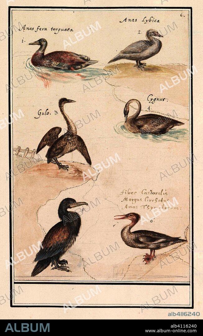 ANSELMUS BOËTIUS DE BOODT. Leaf with six ducks (Anas) and other water birds. Draughtsman: Anselmus Boëtius de Boodt. Draughtsman: Elias Verhulst. Dating: 1596 - 1610. Place: Praag. Measurements: h 246 mm × w 160 mm.