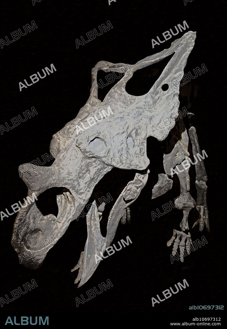 Chasmosaurus belli. Utah University Eastern Museum. Price, Utah, USA.