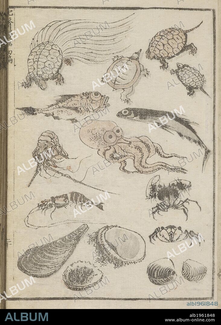 KATSUSHIKA HOKUSAI. Marine life. Hokusai Manga. Edo (Tokyo) , Japan,(1760-1849). Marine life. Image taken from : Hokusai Manga  Originally published/produced in Edo(Tokyo),Japan,1760-1849 . . Source: Or.65.a.43 volume 1,f 20. Language: Japanese.