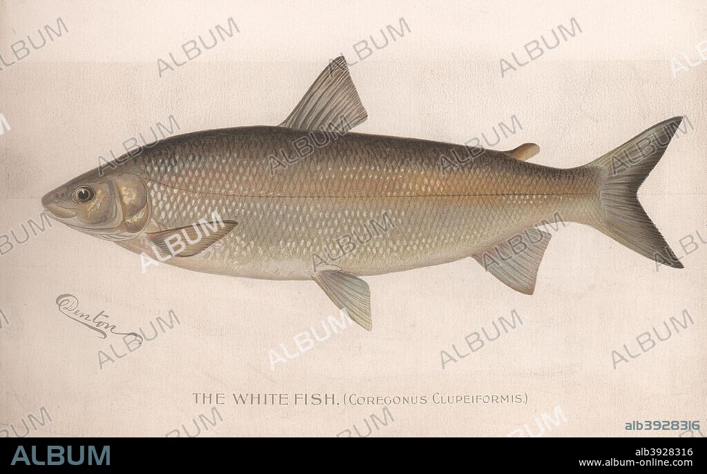 The White Fish (Coregonus Clupeiformis.), 19th century.