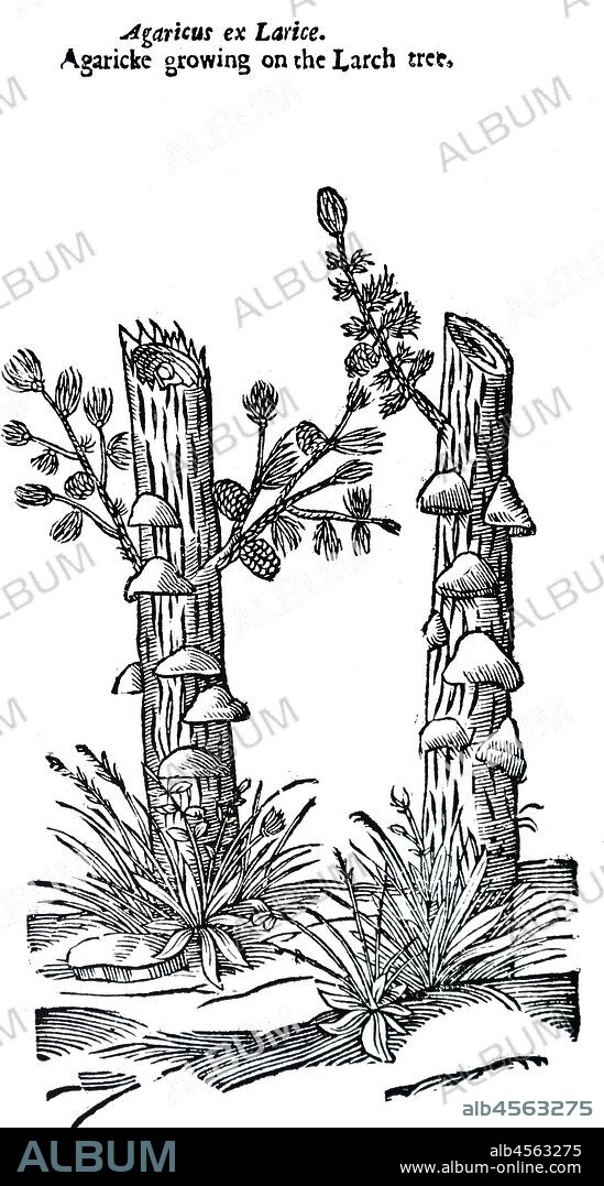 An engraving depicting Fungi (Agaricke). growing on Larch. Front: John Parkinson 'Theatrum Botanicum: or The Theater oí Plantea'. London. 1640.