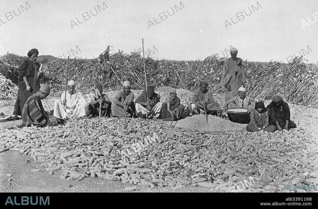 Workers kneel in a field and shell corn on a plantation in the Nile Valley, Egypt, 1922.