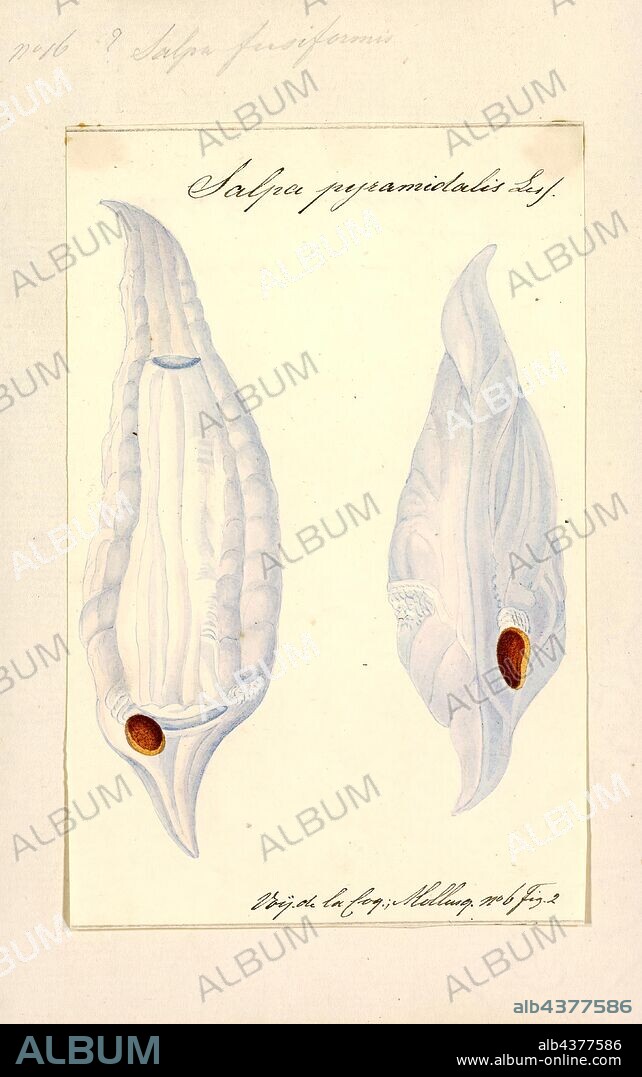 Salpa fusiformis, Print, Salpa fusiformis, sometimes known as the common salp, is the most widespread species of salp. They have a cosmopolitan distribution, and can be found at depths of 0 to 800 m (0 to 2, 625 ft). They exhibit diel vertical migration, moving closer to the surface at night. They can occur in very dense swarms, as solitary zooids or as colonies. Solitary zooids usually measure 22 to 52 mm (0.87 to 2.05 in) in length. They are barrel-shaped and elongated, with a rounded front and a flat rear. Aggregate zooids are 7 to 52 mm (0.28 to 2.05 in) in length individually (excluding projections). They are usually barrel or spindle-shaped.