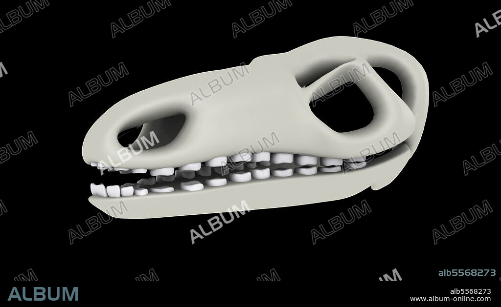 Stegosaurus dinosaur skull.