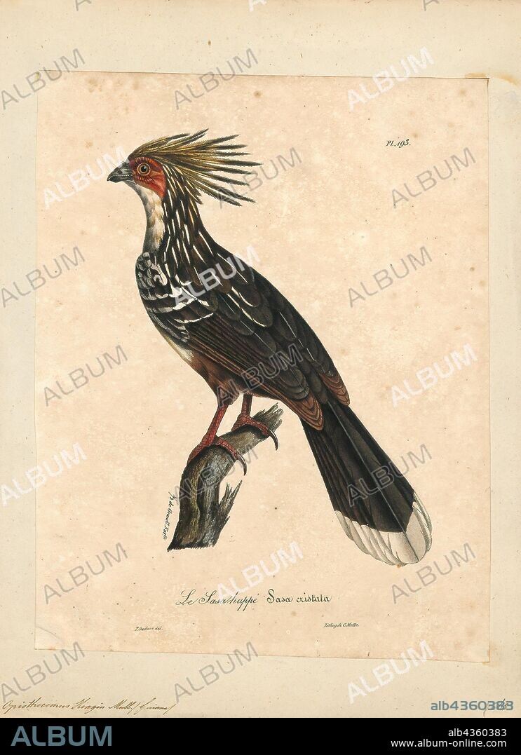 Opisthocomus hoazin, Print, The hoatzin (Opisthocomus hoazin), also known as the reptile bird, skunk bird, stinkbird, or Canje pheasant, is a species of tropical bird found in swamps, riparian forests, and mangroves of the Amazon and the Orinoco basins in South America. It is notable for having chicks that have claws on two of their wing digits., 1825-1834.