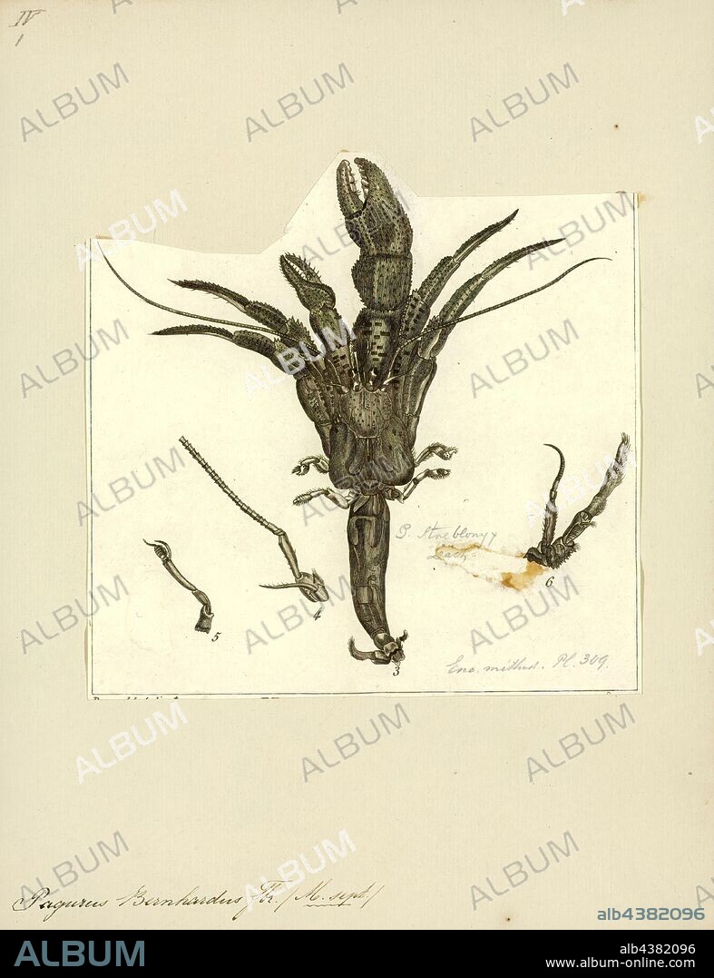 Pagurus bernhardus, Print, Pagurus bernhardus is the common marine hermit crab of Europe's Atlantic coasts. It is sometimes referred to as the common hermit crab or soldier crab. Its carapace reaches 3.5 centimetres (1.4 in) long, and is found in both rocky and sandy areas, from the Arctic waters of Iceland, Svalbard and Russia as far south as southern Portugal, but its range does not extend as far as the Mediterranean Sea. It can be found in pools on the upper shore and at the mean tide level down to a depth of approximately 140 metres (460 ft), with smaller specimens generally found in rock pools around the middle shore and lower shore regions, with larger individuals at depth. P. bernhardus is an omnivorous detritivore that opportunistically scavenges for carrion, and which can also filter feed when necessary.