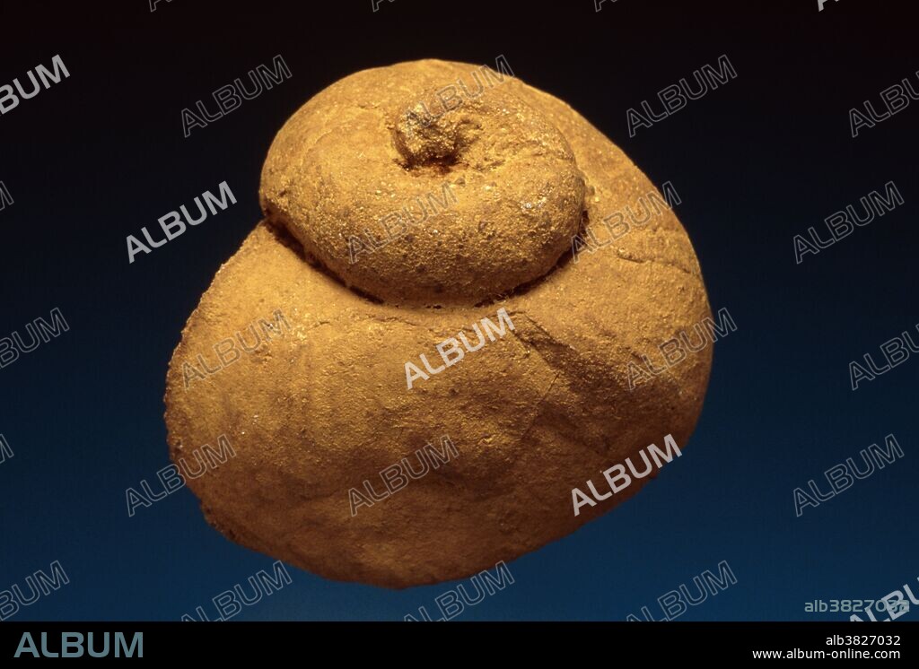 Fossil snail (Keeneia oculi). This is the fossil- ised shell of a gastropod (class Gastropoda). The gastropods are a group of molluscs which have one muscular foot and (usually) a coiled shell. Modern snails are gastropods. This gastropod lived during the Permian period, 250-290 million years ago. It is about 3.5 centimetres across. Found in New South Wales, Australia.