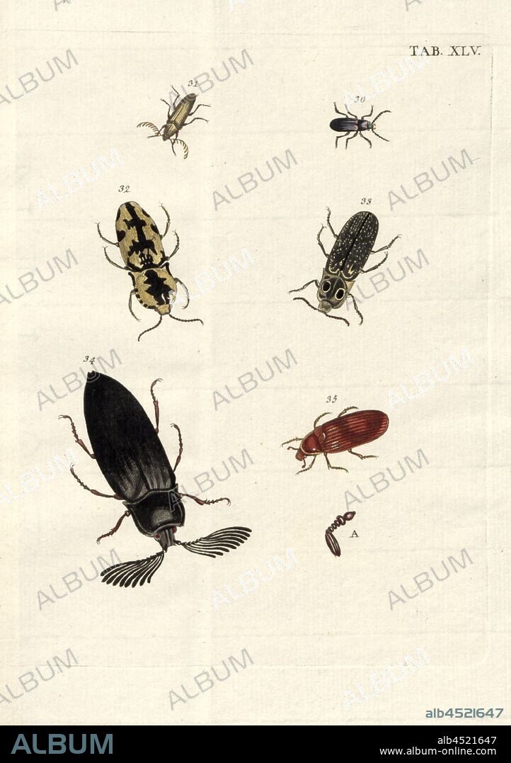 Elateres. Springkäfer 4, 30. Elater Buprestoides, 31. Elater Flabellicornis, 32. Elater Maculosus Indicus, 33. Elater Ocellatus, 34. Elater Flabellicornis, 35. Elater Heterogenus, Date Appreciated, Table XLV, after p, Voet, Johannes Eusebius (del.); Bischoff, Valentin (exc.), 1785, Johannes Eusebius Voet; Georg Wolfgang Franz Panzer: Johann Euseb Voets Beschreibungen und Abbildungen hartschaaligter Insecten: Coleoptera Linn. Nürnberg: in der Valentin Bischoffischen Kunst- und Buchhandlung, 1785-1798.