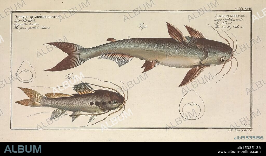 Ichtyologie, ou, Histoire naturelle, générale et particulière des poissons, A Berlin, Chez l'auteur, & chez François de la Garde libraire, 1785-1797, fishes, Germany, ichthyology, pictorial works, A detailed illustration depicting two species of fish, showcasing their unique features. On the left, a slender fish with elongated fins and prominent barbels, labeled with its scientific name and anatomical notes. On the right, a more robust fish with a distinct body shape and noticeable markings, also accompanied by its scientific designation. Below each fish, simplified outlines highlight specific anatomical attributes, providing a clear reference for identification and study. The overall design emphasizes the diversity within aquatic life, serving as a resource for ichthyology enthusiasts and researchers.