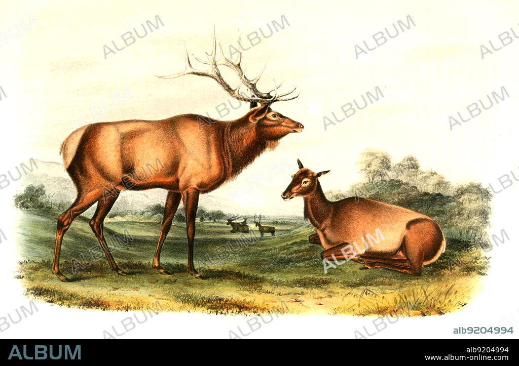 Wapiti, Cervus canadensis, eine Säugetierart aus der Familie der Hirsche, digital restaurierte Reproduktion einer Originalvorlage aus dem 19. Jahrhundert, genaues Originaldatum nicht bekannt / elk, Cervus canadensis, also known as the wapiti, historical, digital improved reproduction of an original from the 19th century.