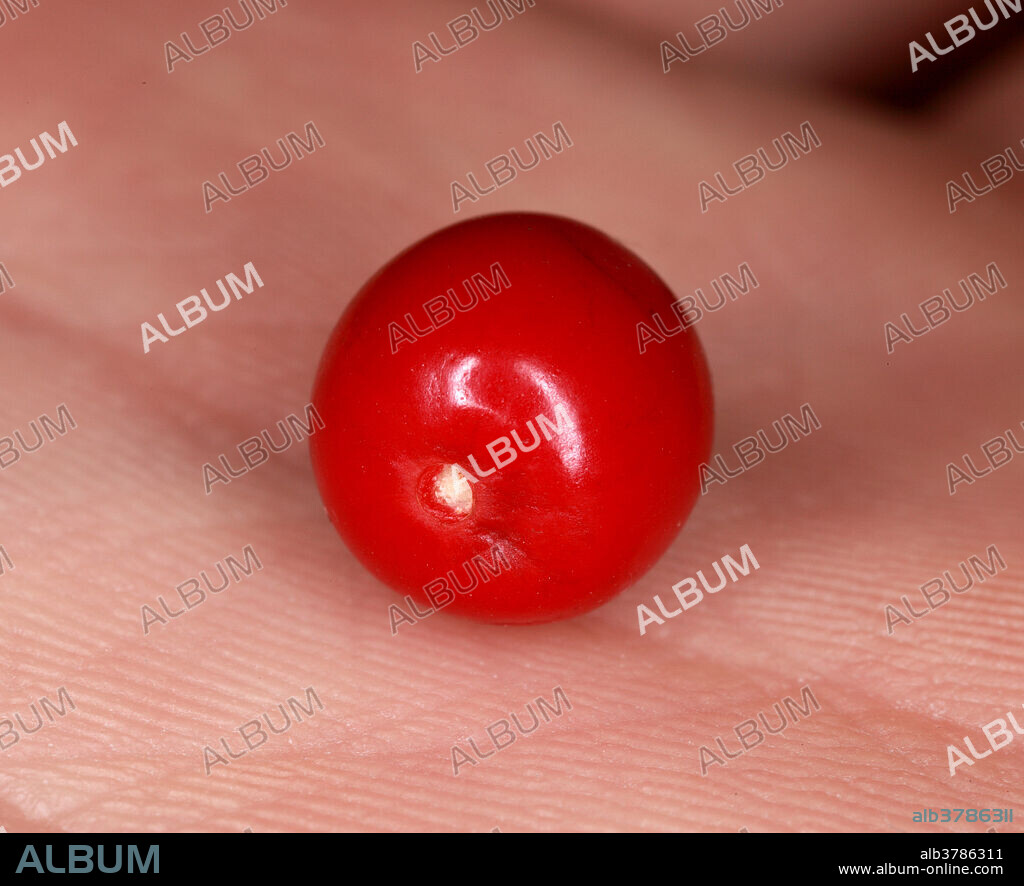 Berry of the coca plant (Erythroxylum coca) on a human hand for scale. Cocaine is made from this plant, but Andean natives use the raw leaves or a tea made from them as a mild stimulant. Native to the eastern slopes of the Andes Mountains, Peru and Bolivia.