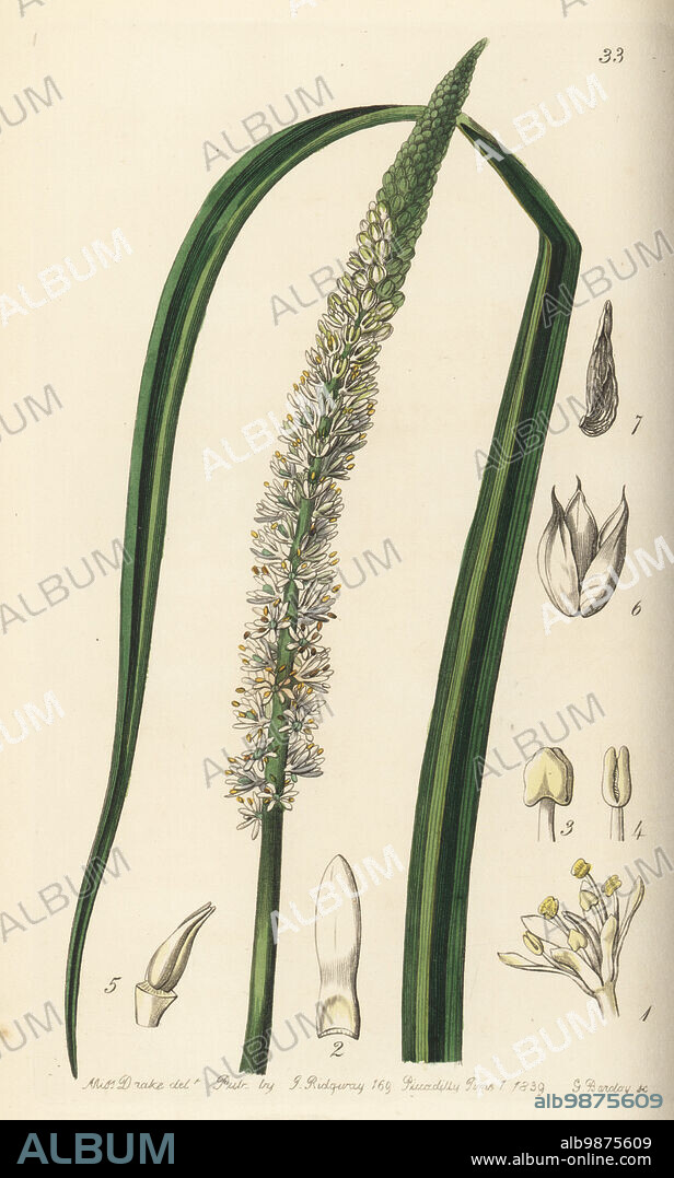 Sabadilla, Schoenocaulon officinale. Native to Mexico, found by plant hunter Karl Theodor Hartweg. Spike-flowered asagraea, Asagraea officinalis. Handcoloured copperplate engraving by George Barclay after a botanical illustration by Sarah Drake from Edwards Botanical Register, edited by John Lindley, published by James Ridgway, London, 1839.