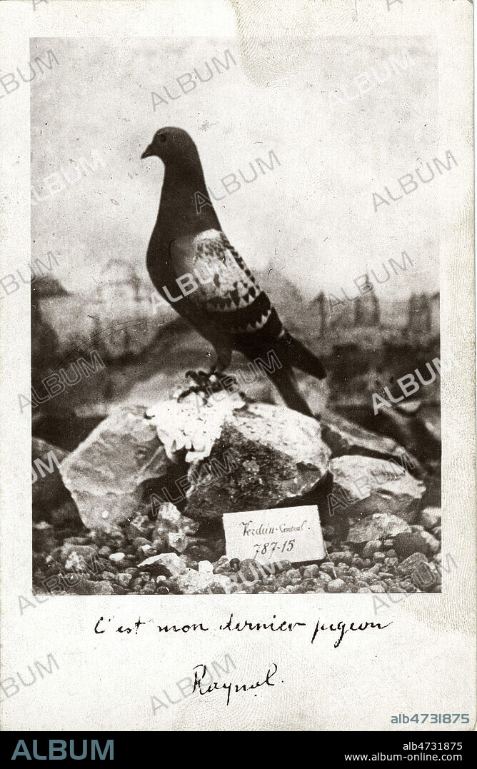 Verdun, 1916 - le fort de Vaux. Vaillant (matricule 787.15), le dernier pigeon voyageur envoye par le cdt Raynal pour demander des renforts avant la prise du fort par les allemands. Intoxique par les gaz, ce pigeon est mort a son arrivee, il a ete decore de la Legion d'honneur, empaille, et place dans un musee. Carte postale de la guerre 14-18. Credit : Jean Vigne / KHARBINE-TAPABOR.